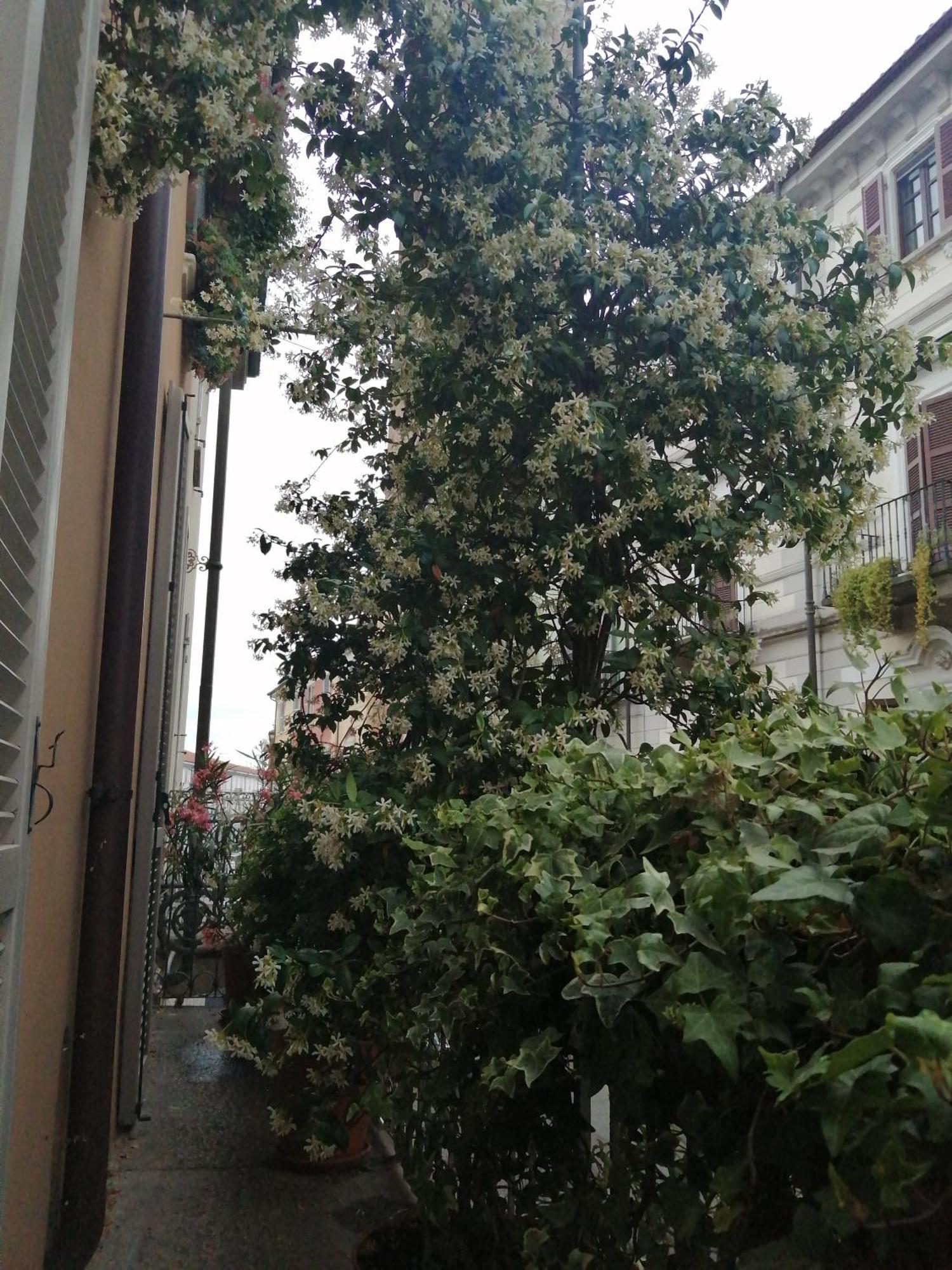 Le Melusine Appartement Vercelli Buitenkant foto